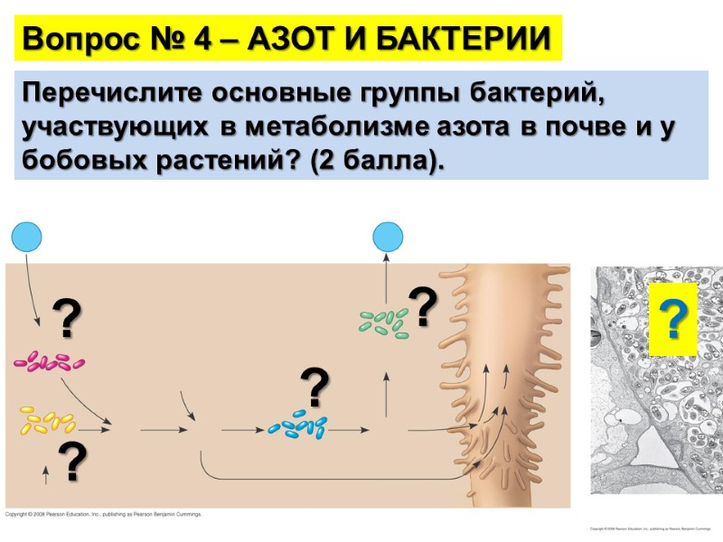 Вопрос № 4 – АЗОТ И БАКТЕРИИ Перечислите основные группы бактерий, участвующих в метаболизме